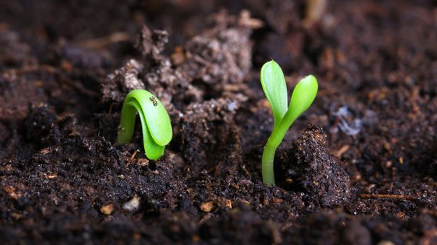 small green seedling in the ground