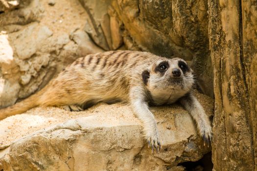 Meerkat resting on the ground in zoo, Thailand