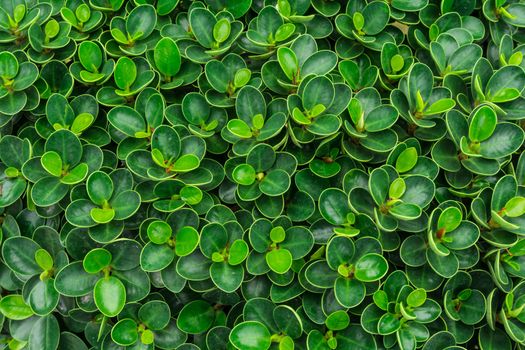 Green leaf pattern for background in garden