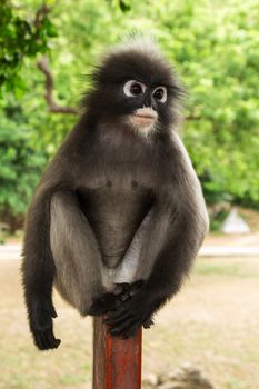 Dusky leaf monkey sitting on a steel pipe