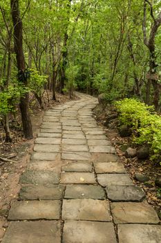 Stone path leading to the forest with trees around