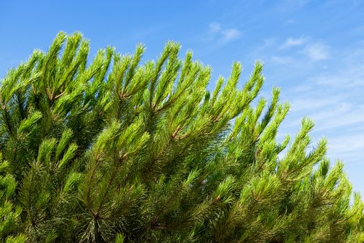 The branch of pine tree over blue sky, closeup