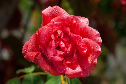 Garden red rose covered with water droplets, closeup