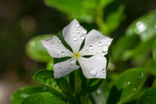 Garden white flower covered with water droplets, closeup