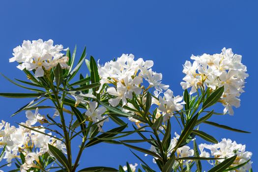 Branch of white flowers with blue sky background