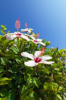 Beautiful bush white flowers with blue sky background, closeup