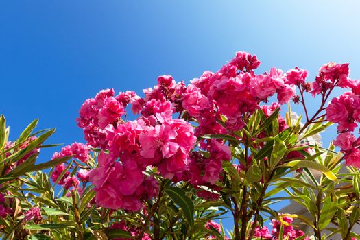 Beautiful bush pink flowers with blue sky background, closeup