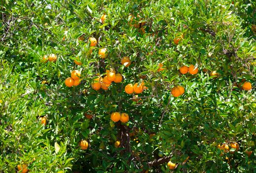 Fresh orange fruits on tree, sunny day