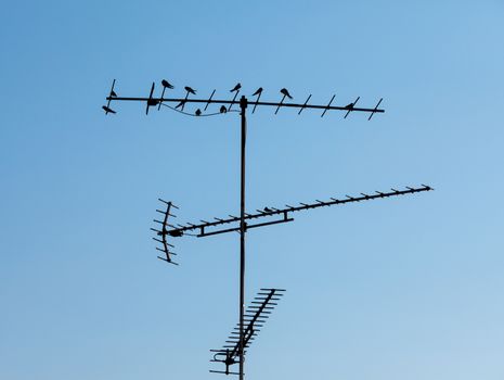 Birds sitting on the television antenna against a blue sky, closeup 