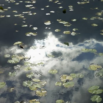 lily pads on a lake