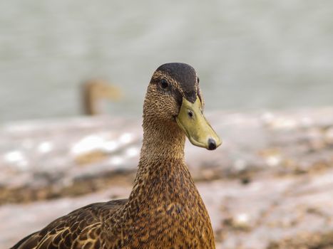 Female mallard duck, closeup portrait at summer