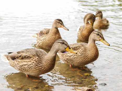 Group of female mallard ducks, in water