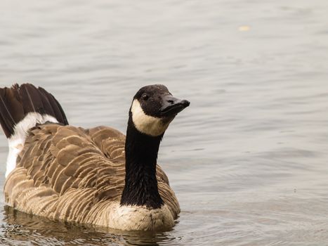 One Barnacle goose in shimmering water at daytime