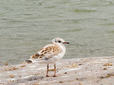 Young dotted seagull standing on a mountain cliff in front of green water