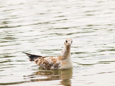 Young dotted seagull in water with reflection