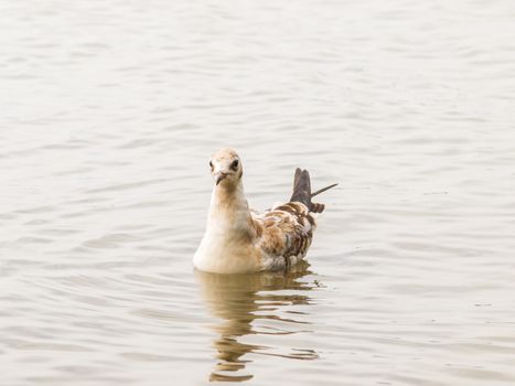 Young dotted seagull in water with reflection