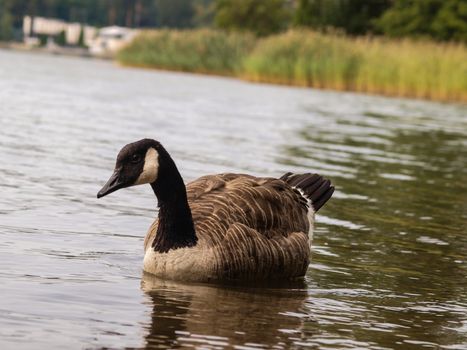 One Barnacle goose in shimmering water at daytime