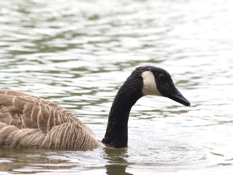 One Barnacle goose in shimmering water at daytime