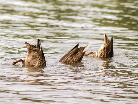 Group of female mallard ducks diving after food, bottoms up