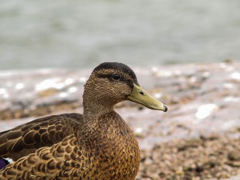 Female mallard duck, closeup portrait at summer