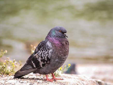 Blue-green pigeon in front of green water, on top of a cliff