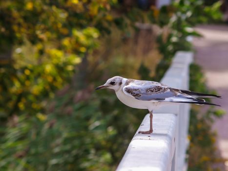 Young dotted seagull resting on a thick white fence