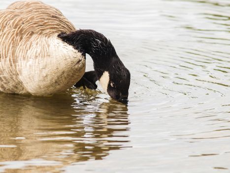 One Barnacle goose in shimmering water at daytime