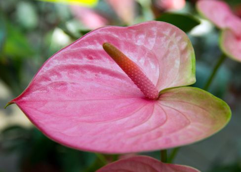 Tropical flower Anthurium Araceae red