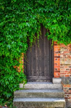 Vintage wooden doors in brick wall covered with green plant leaves