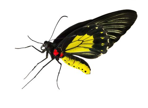 black yellow butterfly isolated on white background