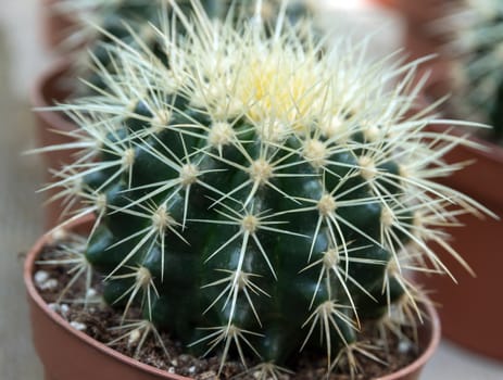 cactus with flower cactus in a pot