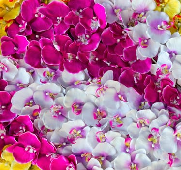 color flower orchid decoration background