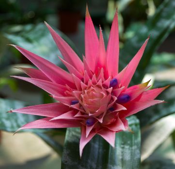 Aechmea Fasciata Bromeliad cactus flower nature