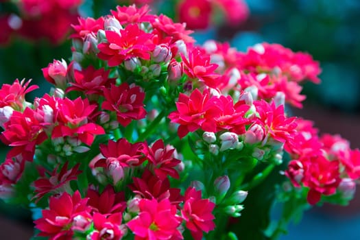 Red Flowers on the meadow nature