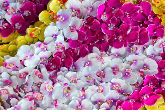 color flower orchid decoration background