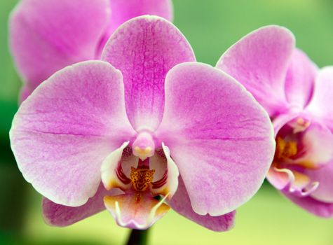 orchid rose flower background leaf