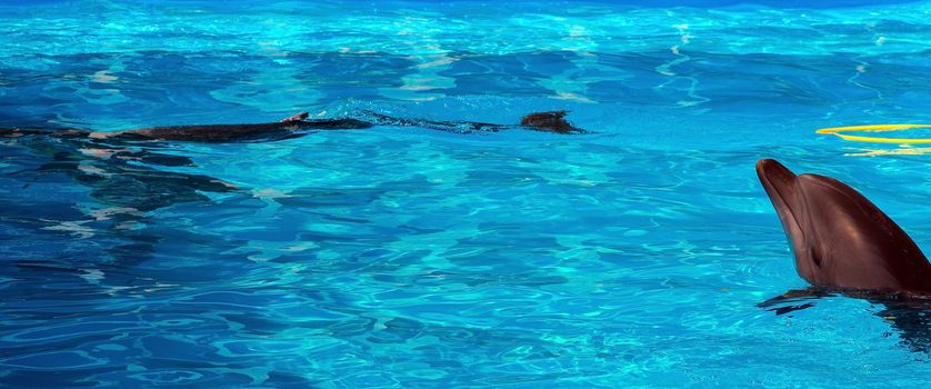 playful dolphin is swimming in the water.