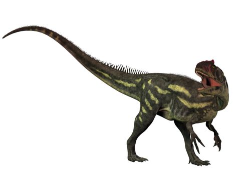 Allosaurus was a large theropod predatory dinosaur which lived in the late Jurassic period. 