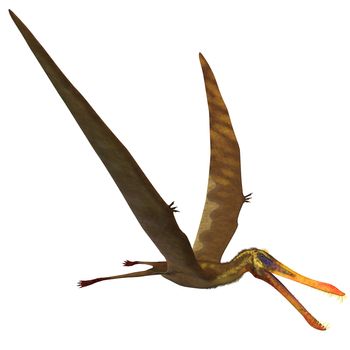 Anhanguera is a genus of Pterosaur which was flying dinosaur in the Cretaceous period.