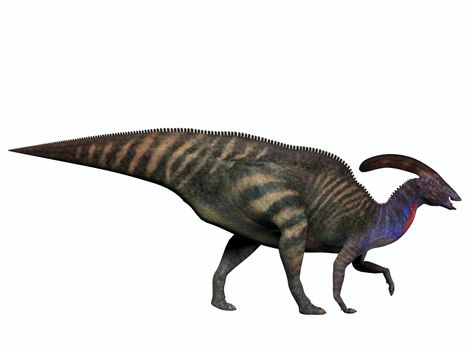 Parasaurolophus was a herbivorous dinosaur in the Cretaceous which walked as a biped and also a quadruped.