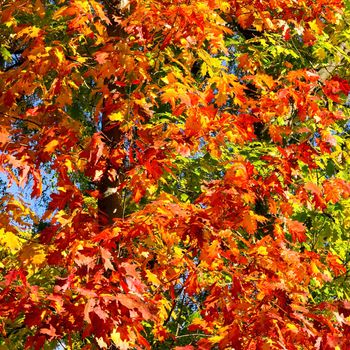 autumn foliage natural background