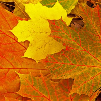 autumn foliage natural background
