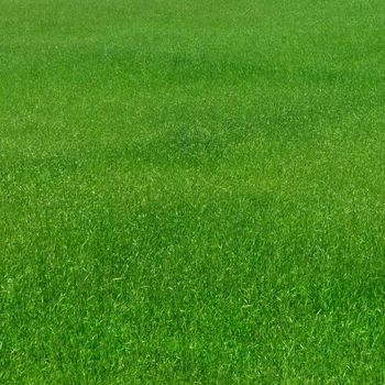Green grass pattern natural background