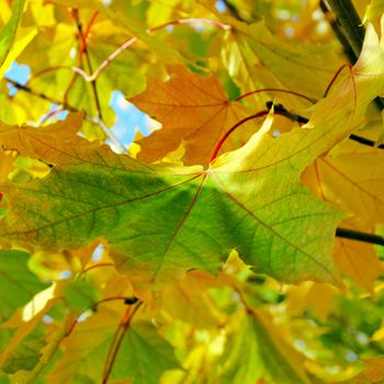 autumn foliage natural background - Yellow maple autumnal.