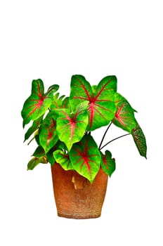 Caladiums in pot