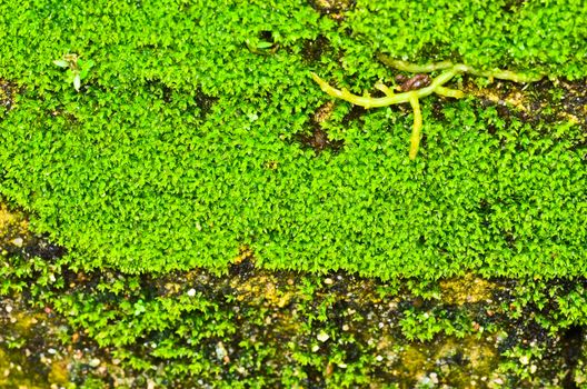 Green moss background