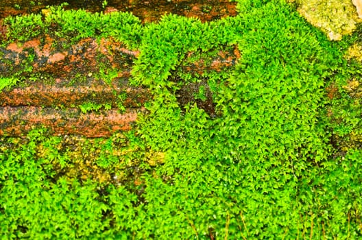 Green moss on wall