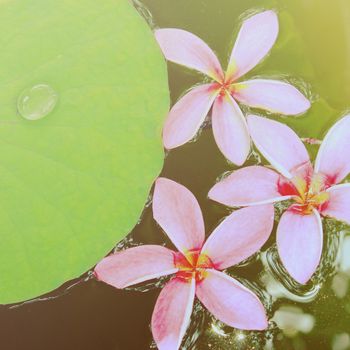 Pink frangipani flowers on water with retro filter effect