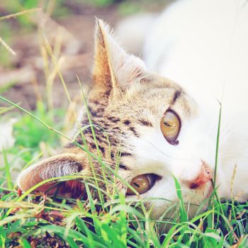 a cat lying on green grass with retro filter effect