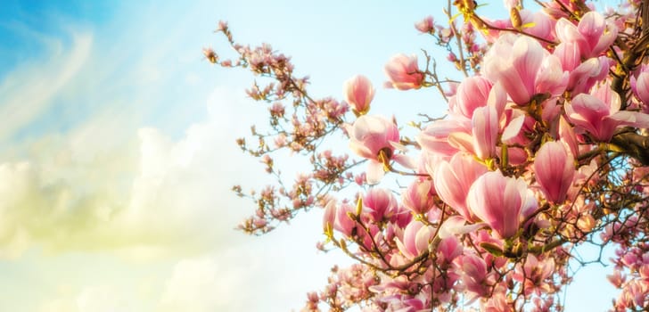 Magnolia tree blossom with colourful sky on background.